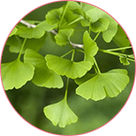 Femini Plus Imagredient